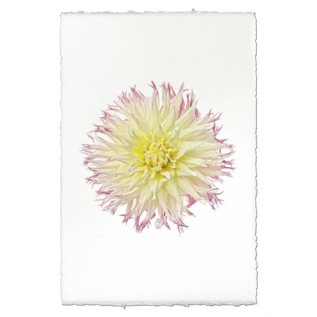 flower print at Elizabeth Home