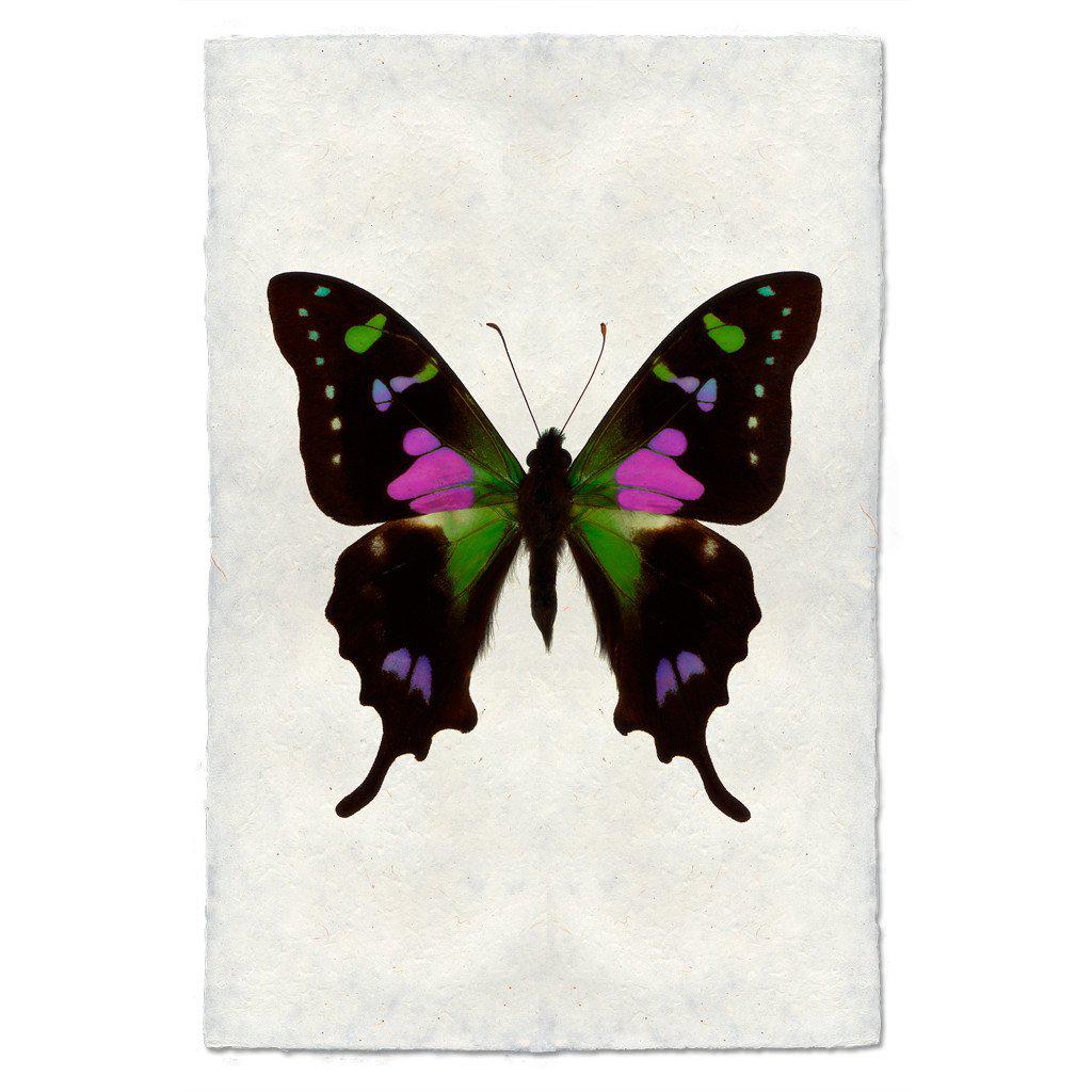 barloga studios butterfly